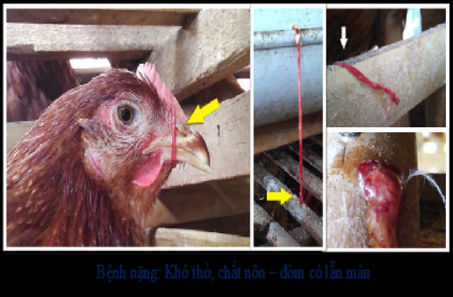 Nhận biết và các giải pháp phòng bệnh viêm khí quản truyền nhiễm trên gà