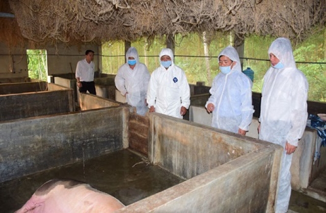 Phát hiện ổ dịch tả lợn châu Phi đầu tiên tại Thừa Thiên – Huế
