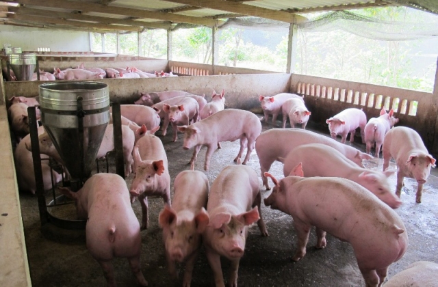 Dập ổ dịch tả lợn châu Phi tại huyện Lương Sơn, Hòa Bình