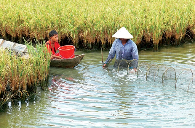 Giải pháp phát triển bền vững mô hình tôm lúa tại Bạc Liêu