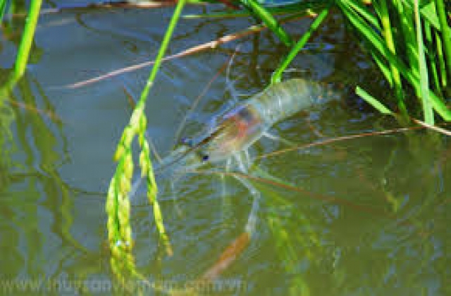 Triển vọng mô hình tôm - lúa