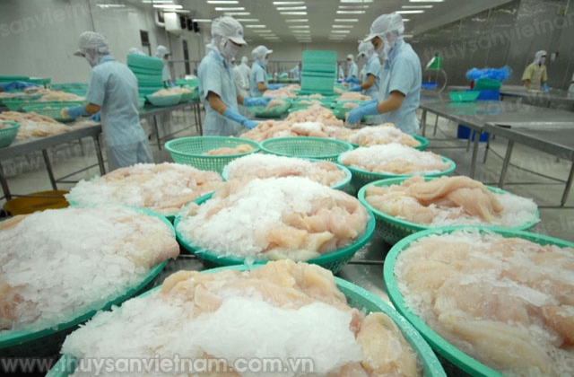 Xuất khẩu cá tra dự kiến thấp hơn năm 2014