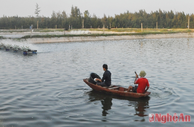 Nghệ An: Nuôi tôm 