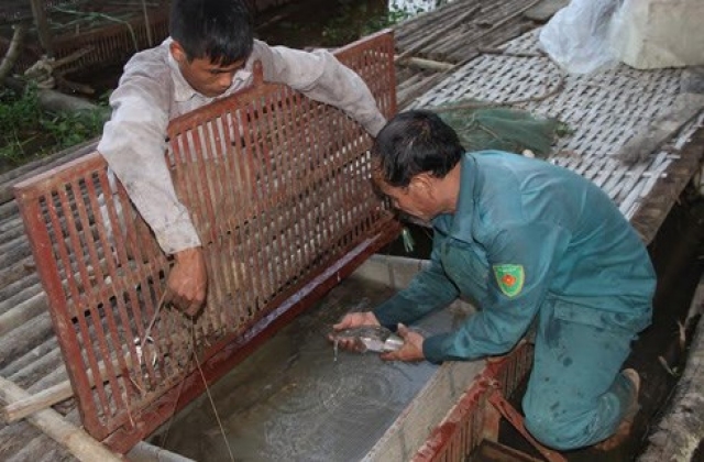 Nhiều nông dân “đổi đời” nhờ nuôi đặc sản cá chiên