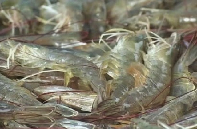  Giá tôm nguyên liệu giảm mạnh