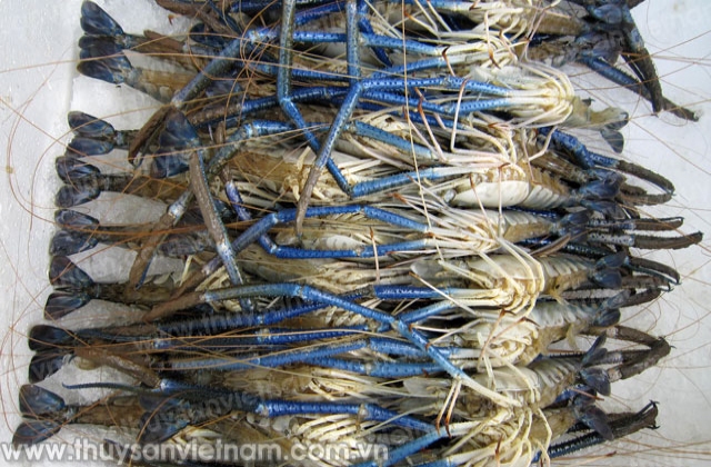 Trà Vinh: Thu 80 - 90 triệu đồng/ha nuôi tôm càng xanh