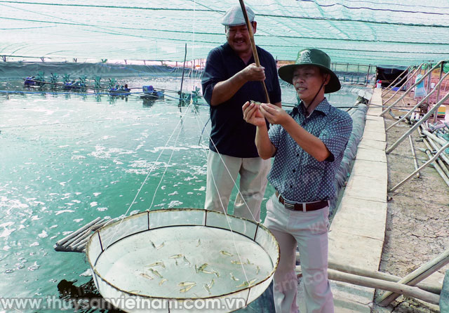 Hiệu quả nuôi tôm công nghệ sinh học