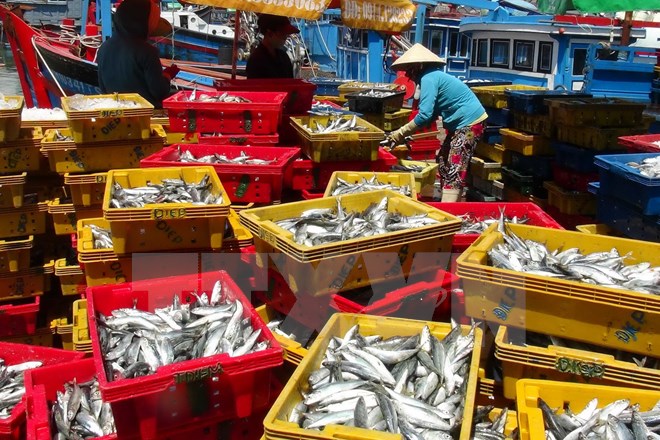 Ngư dân các tỉnh Nam Trung Bộ phấn khởi vì trúng đậm cá nục