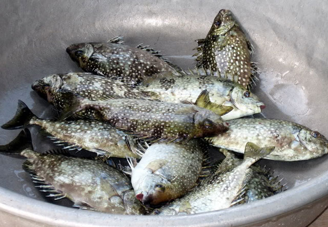 Thừa Thiên - Huế: Cá dìa đã được sinh sản nhân tạo thành công