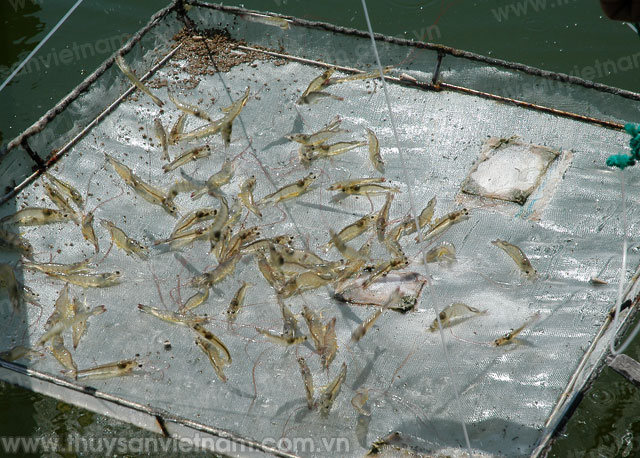 Long An: Hướng dẫn kỹ thuật nuôi tôm đạt hiệu quả