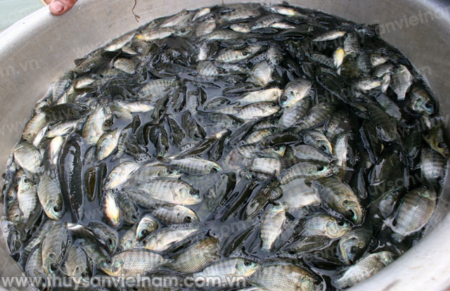 Bắc Giang: Nhân rộng nuôi cá thâm canh tại Yên Dũng