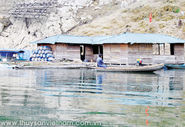 Hòa Bình: Lãi lớn nhờ nuôi cá lồng trên lòng hồ thủy điện