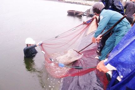 Quảng Trị: Diện tích nuôi trồng thủy sản đạt hơn 1.300 ha