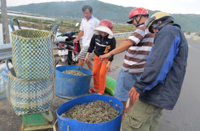 Phú Yên: Được mùa tôm tít, kẻ bán người mua đều vui