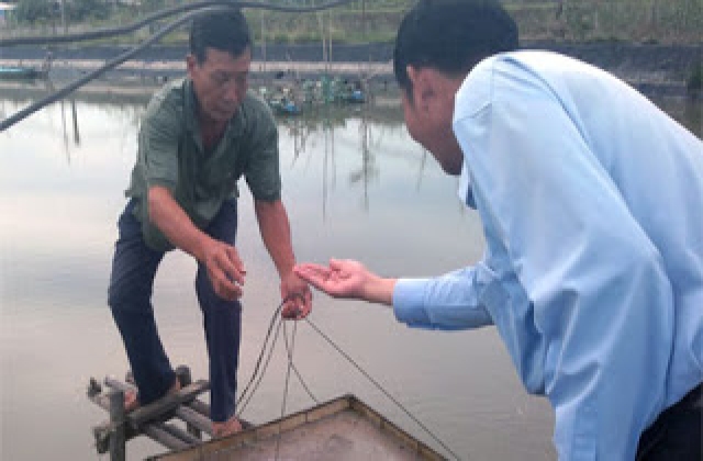 Vụ tôm nước lợ năm 2015 gặp nhiều khó khăn