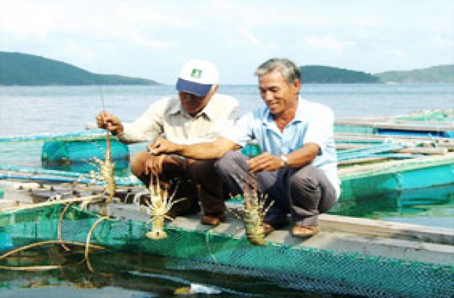 Phan Thiết (Bình Thuận): Tăng cường quản lý tàu thuyền, nghề bẫy tôm hùm con