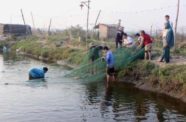 Quảng Trị: Hiệu quả từ mô hình nuôi cá nước ngọt