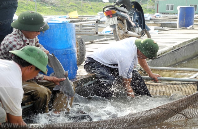 Phú Thọ: Sản xuất cá lồng tiếp tục phát triển