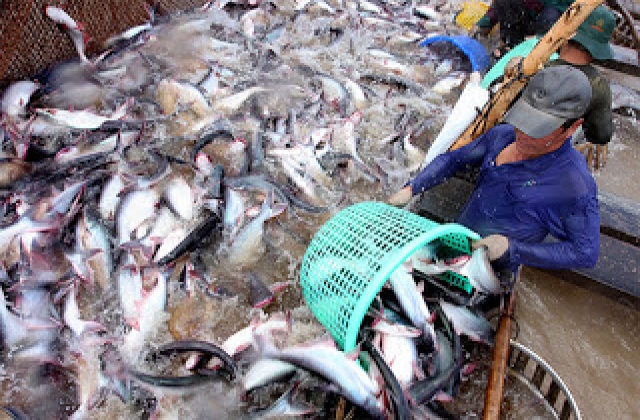 Mỹ thiết lập chương trình giám sát cá da trơn: Doanh nghiệp lo xuất khẩu bị gián đoạn