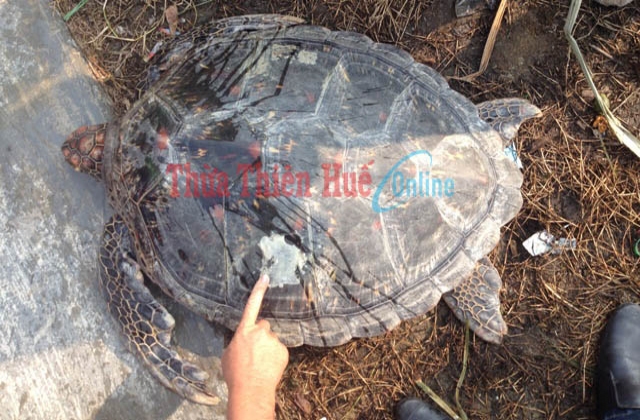 Thừa Thiên Huế: Thả một cá thể rùa nặng 35 kg ra biển