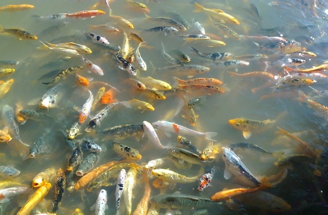 Thả 15 con cá Koi ra môi trường ao nuôi