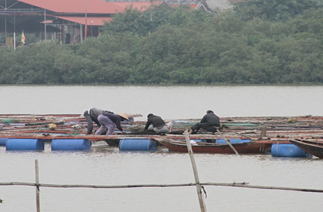 Cá chết trắng bè vì giá rét