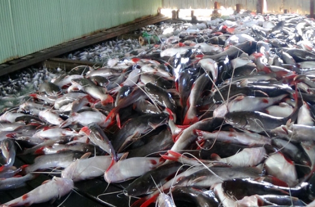 An Giang: Khắc phục xong hậu quả cá chết trên sông Cái Vừng