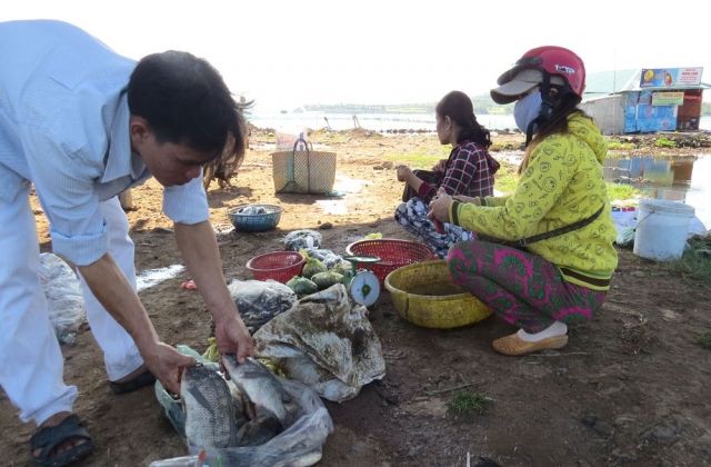 Phú Yên: Cá rô phi xuất hiện dày ở đầm Ô Loan