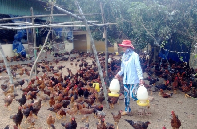 Dịch bệnh được khống chế tạo đà cho chăn nuôi bứt tốc