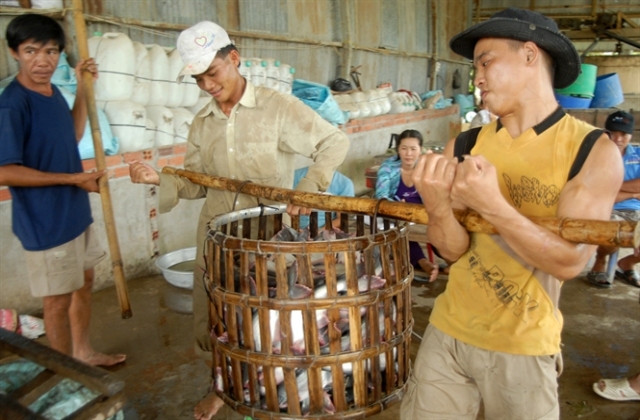 Cá tra nguyên liệu liên tục giảm giá