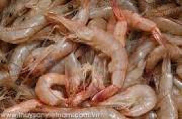 Trung Quốc: Nghiên cứu sâu dịch bệnh tôm tử vong ngầm