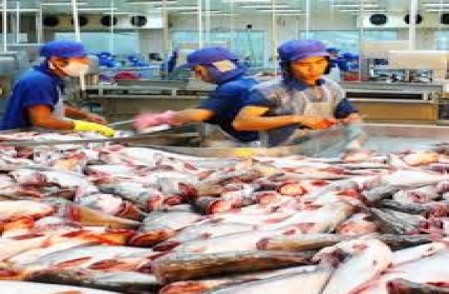 Trung Quốc: Cá rô phi cạnh tranh cá tra, basa Việt Nam