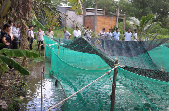 Trà Vinh: Nuôi ếch trong vèo kết hợp với cá hỗn hợp