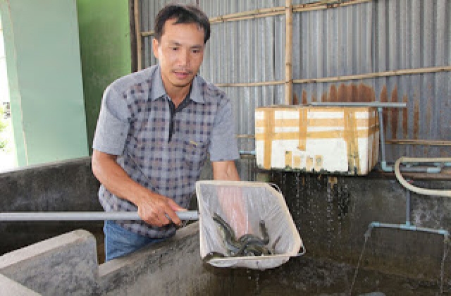 Thuần dưỡng cá chình giống