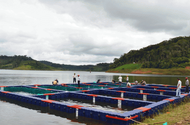 Dự án nuôi cá tầm ở Kbang: Tìm đầu ra cho sản phẩm