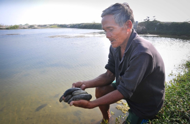 Cam Lâm (Khánh Hòa): Được mùa hải sâm