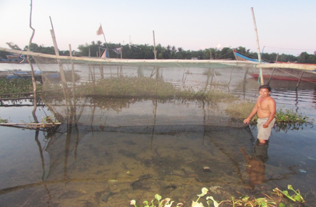 Quảng Nam: Cá sặc nuôi ế ẩm