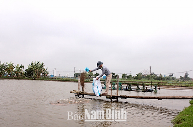 Nam Định: Xuân Hòa nuôi thành công cá lăng chấm trong ao đất
