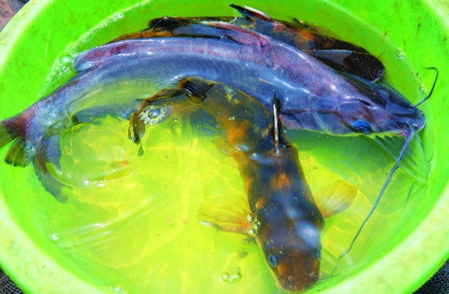 Hiệu quả nuôi cá lăng trong lồng trên hồ chứa