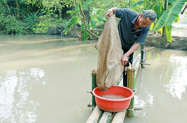 Quảng Ninh: Rươi Đông Triều