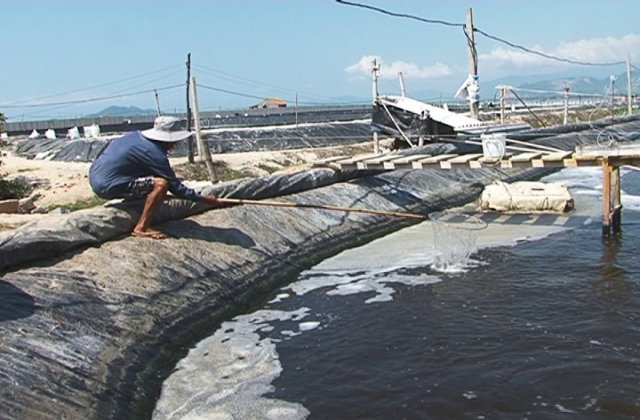 Khánh Hòa: Gần 192 ha nuôi tôm bị thiệt hại hoàn toàn do nhiễm bệnh