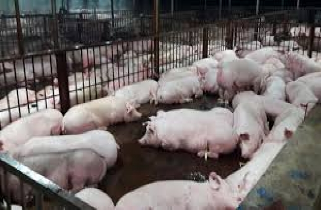 Phát hiện một cơ sở giết mổ heo vi phạm quy định về môi trường