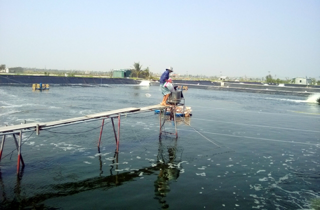 TP Móng Cái (Quảng Ninh): Đẩy mạnh nuôi trồng thuỷ sản theo hướng thâm canh