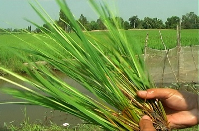 Những dịch bệnh hại cần chú ý trong tuần (từ 11 - 18/1)...