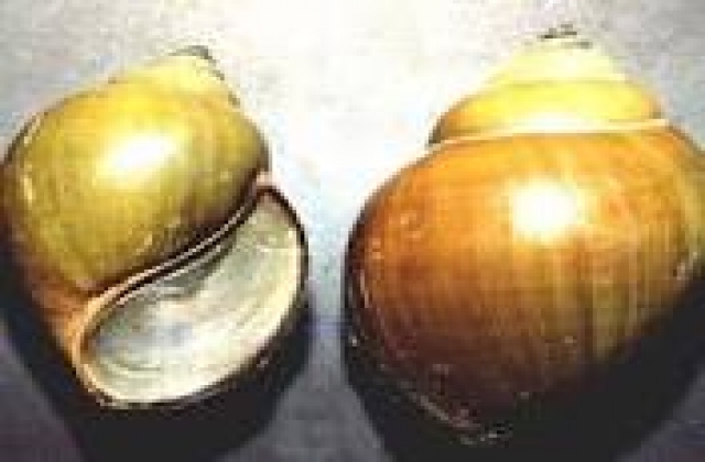 Đồng Tháp: Bắt ốc bươu vàng kiếm tiền trăm mỗi ngày