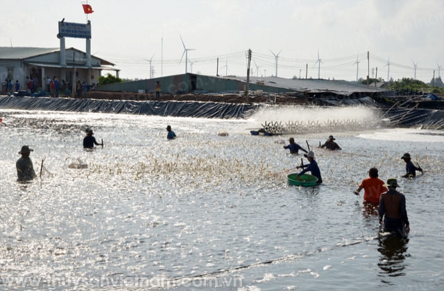 Công ty TNHH SX & TM Trúc Anh: Xuất bán tôm cao hơn giá thị trường