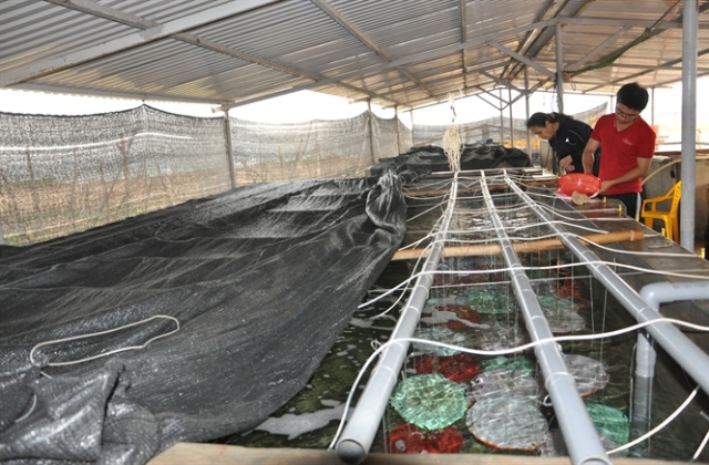 Thủy sản Hải Phòng tìm hướng đột phá