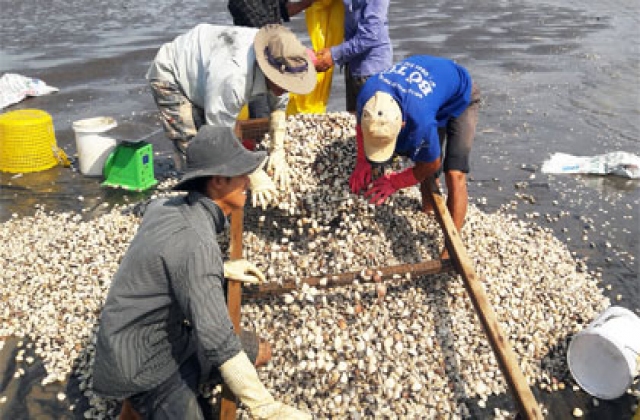 Nghề nuôi nghêu không còn 