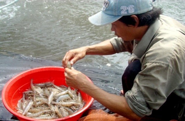 Cà Mau: Bệnh đốm trắng tái bùng phát