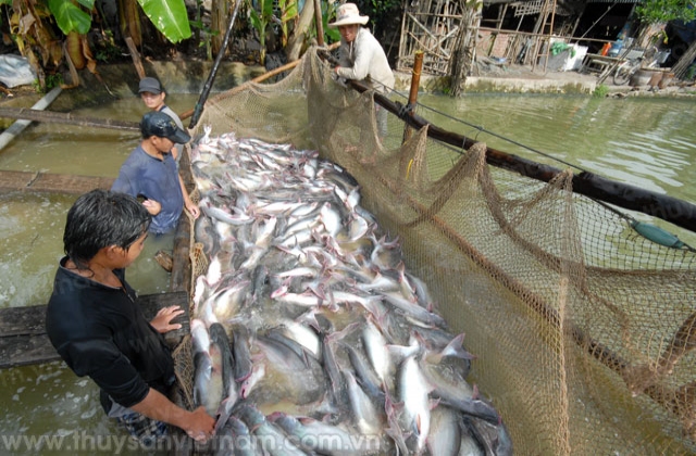  Tổ chức phòng chống dịch bệnh trên cá tra
